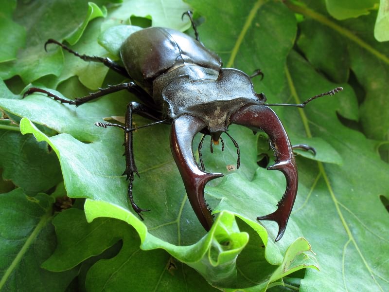 Lucanus cervus (Linnaeus, 1758)